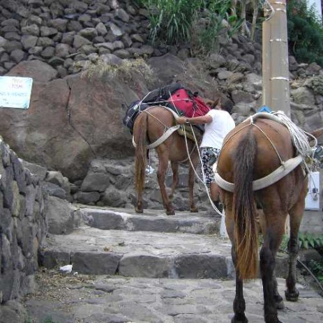 In Alicudi there are no roads but only paths. Donkeys will carry your luggage to the house